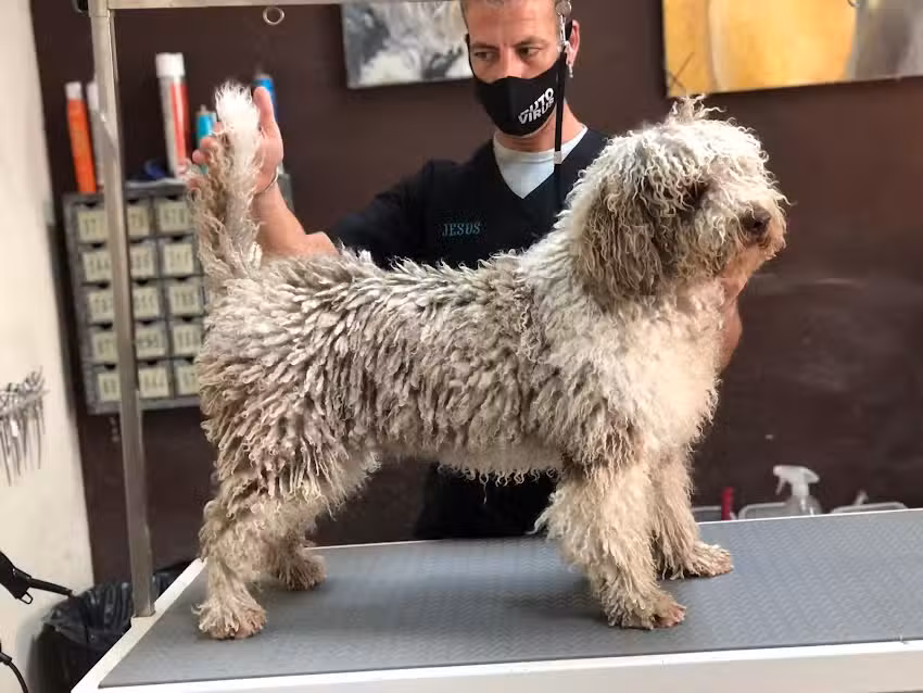 Boj grooming( ahora Dog is cool)
