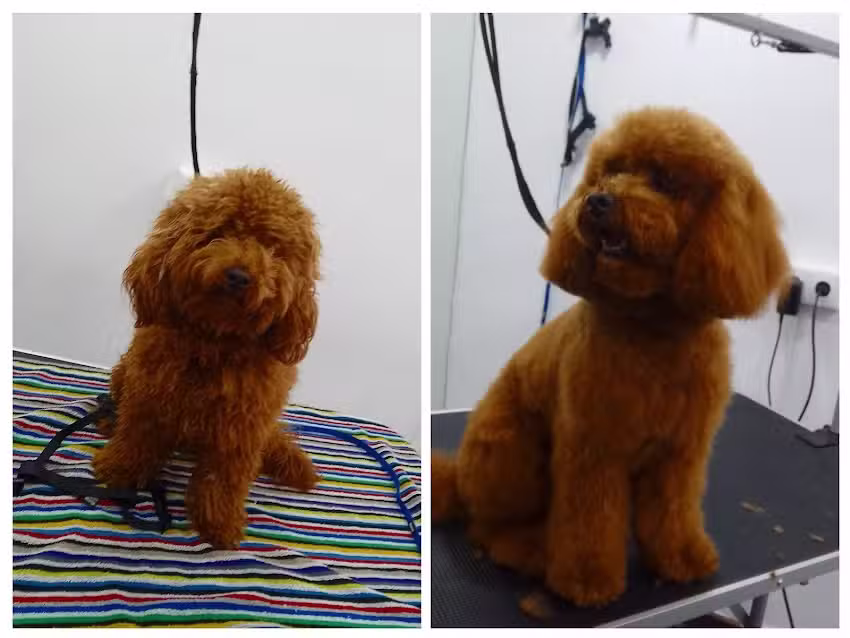 Bomb&oacute;n Spa Peluquer&iacute;a canina