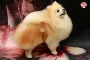 Can Xiu-Xiu . Centro Pomerania