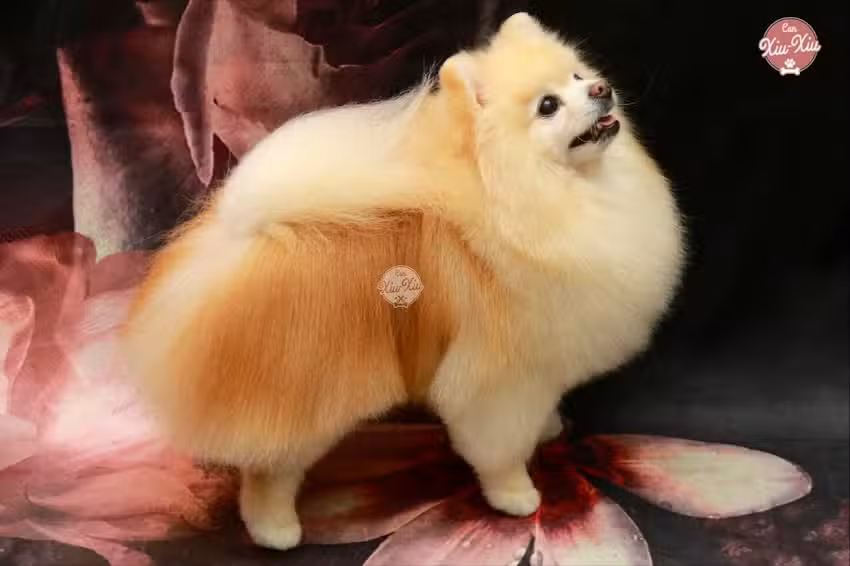 Can Xiu-Xiu . Centro Pomerania