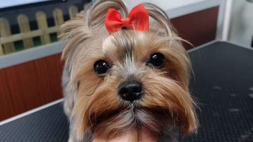 De Patitas En La Pelu, peluquer&iacute;a canina