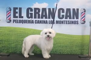 El Gran Can