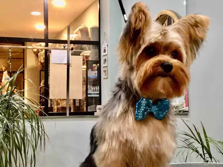 Mimados Peluquer&iacute;a Canina
