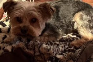 MOCCA (Peluquería Canina)