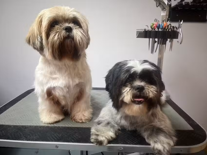 Peluquer&iacute;a Canina AnaCan