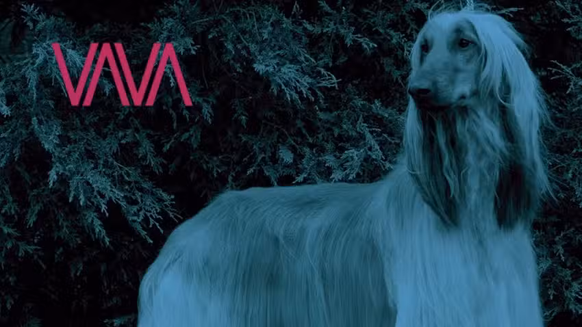 Peluquer&iacute;a canina Canessa