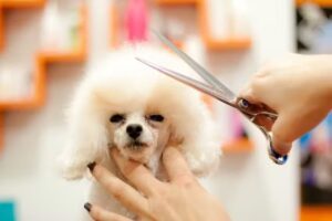 Peluquería Canina Nessa
