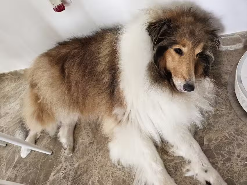Peluquer&iacute;a Canina PELOS