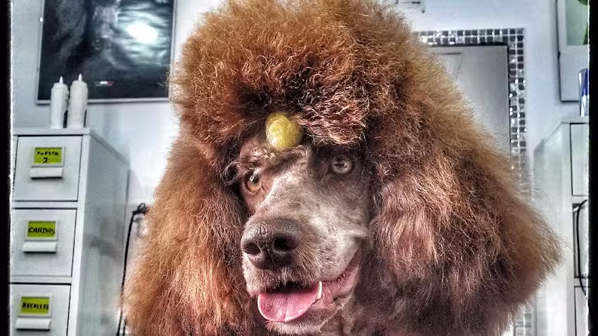 Peluquer&iacute;a Canina Sandra Rovira