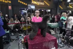 PERLET GROOMING