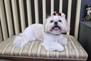 Universo de mascotas