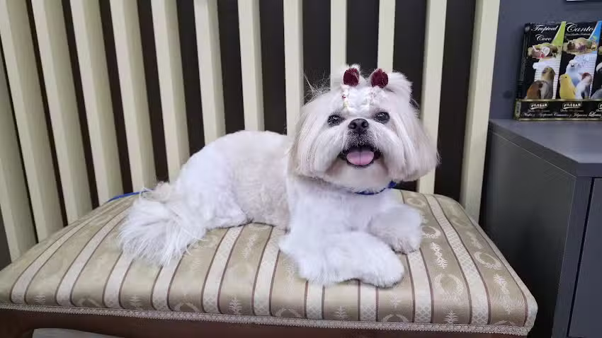 Universo de mascotas